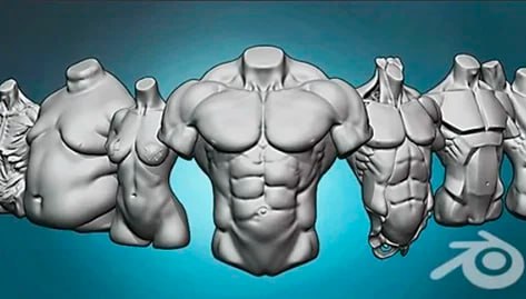 Torso anatomy exercises course - 躯干解剖练习课程